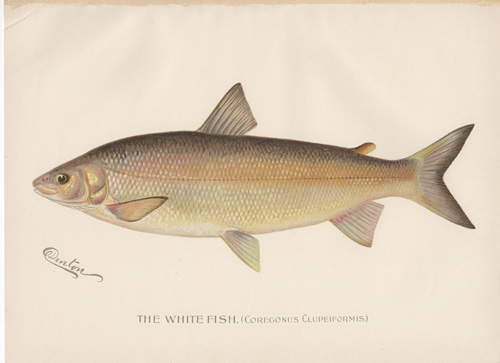 Denton fish lithograph from 1896